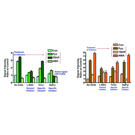 ROS-ID® Total ROS/Superoxide detection kit